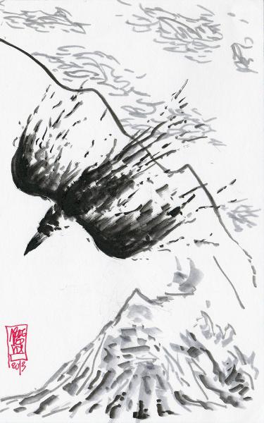 Raven falling in Hvanneyrarskál